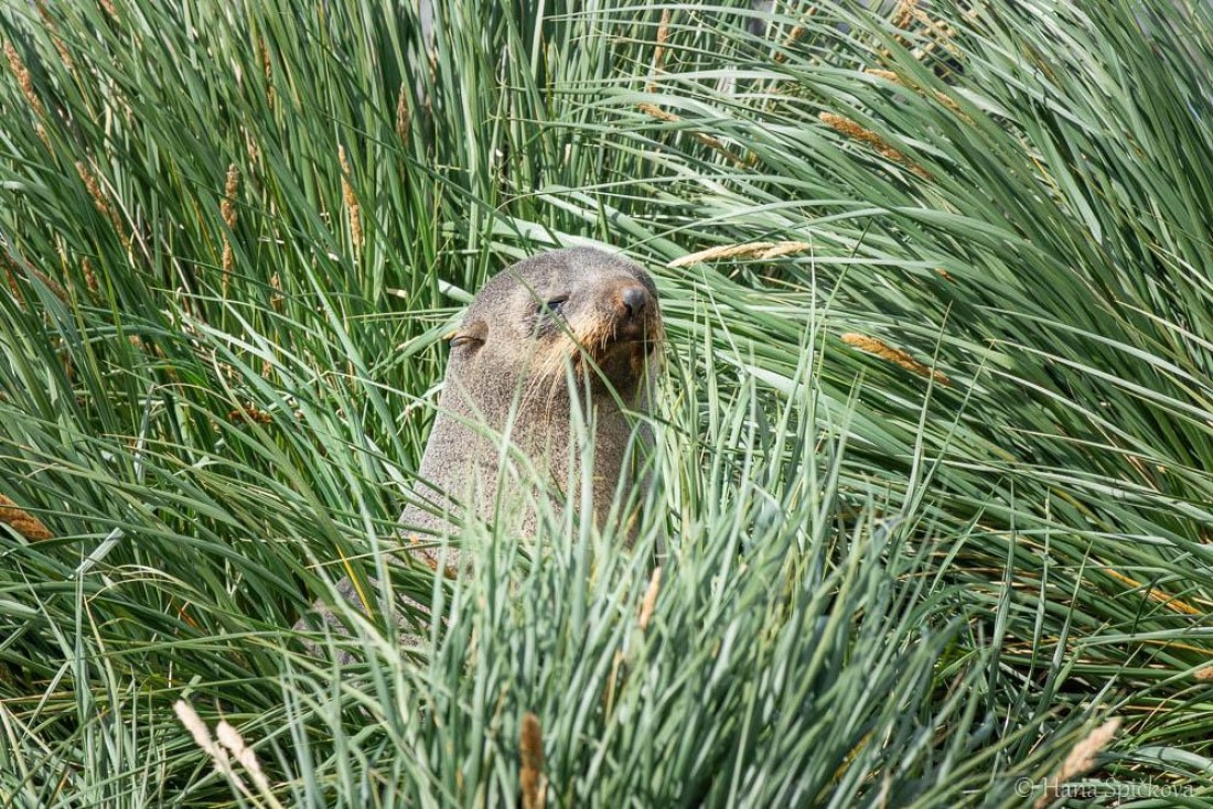 HDS28-26, Day 7, _DSC9555 Hana (3).jpg © Hana Spickova - Oceanwide Expeditions.jpg
