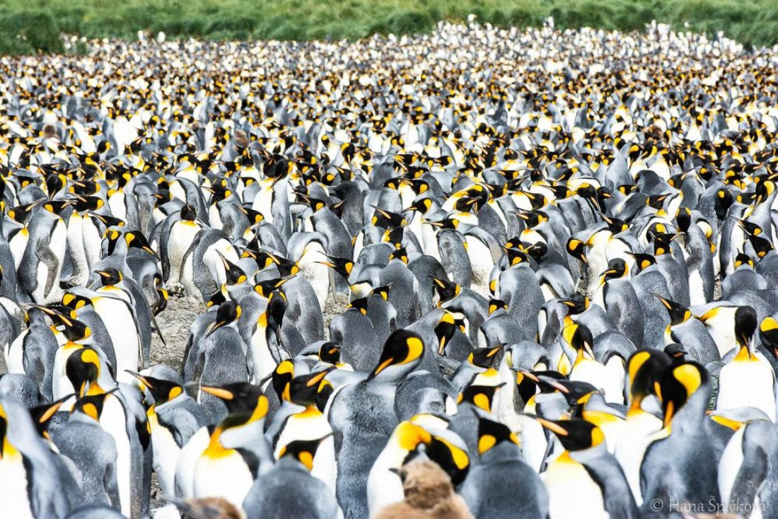 HDS28-26, Day 7, _DSC9555 Hana (4).jpg © Hana Spickova - Oceanwide Expeditions.jpg