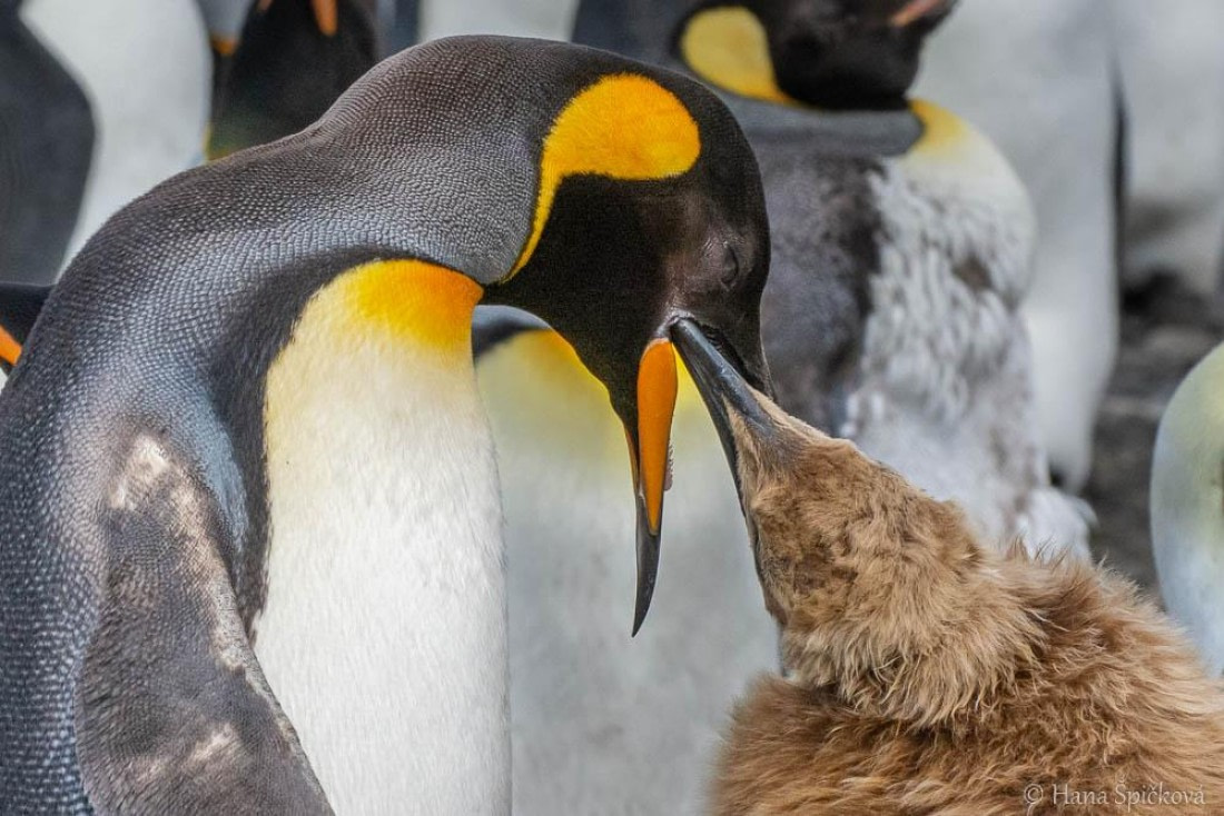 HDS28-26, Day 7, _DSC9555 Hana (7).jpg © Hana Spickova - Oceanwide Expeditions.jpg