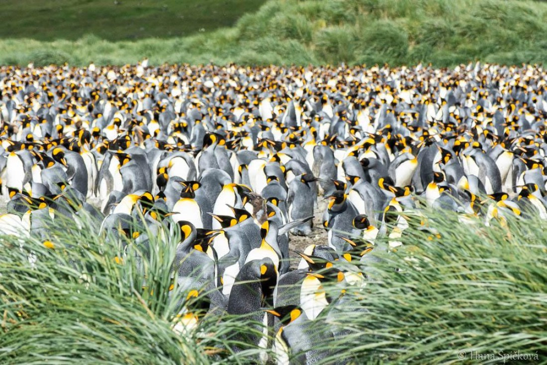 HDS28-26, Day 7, _DSC9555 Hana (10).jpg © Hana Spickova - Oceanwide Expeditions.jpg