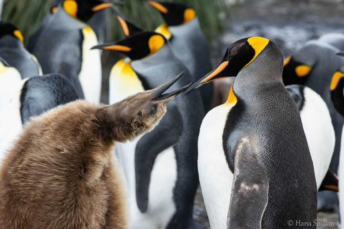 HDS28-26, Day 7, _DSC9555 Hana (14).jpg © Hana Spickova - Oceanwide Expeditions.jpg