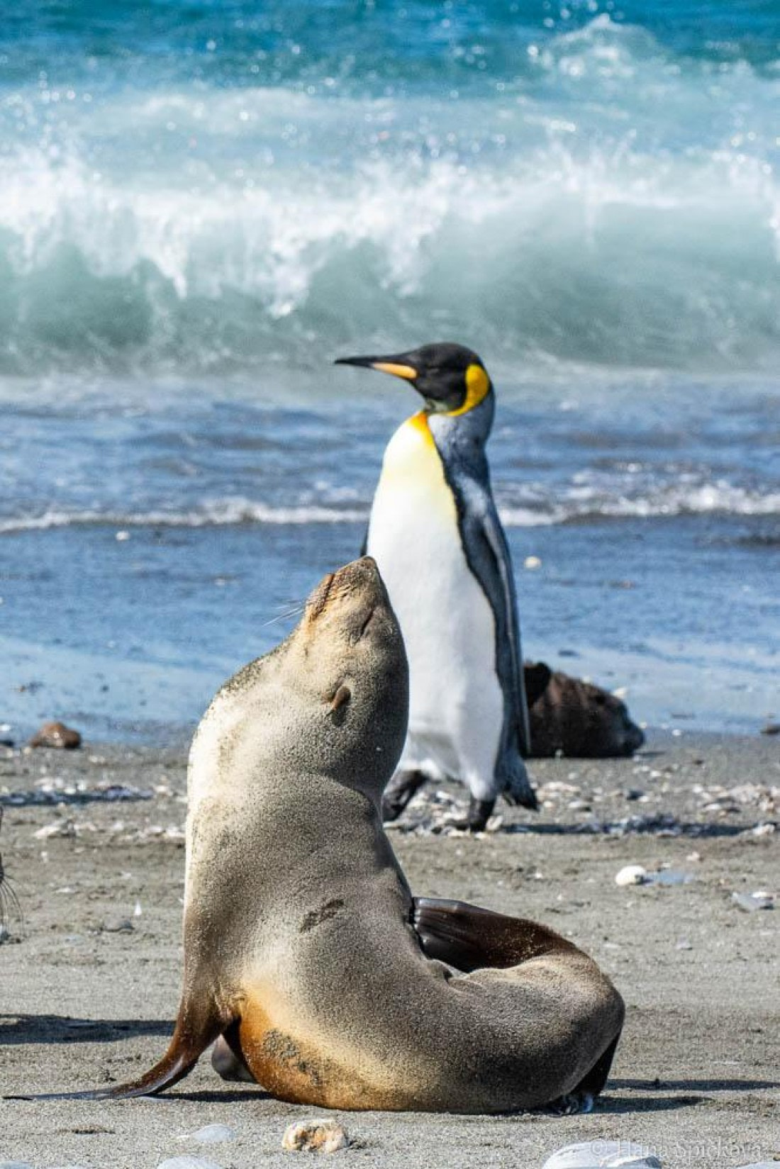 HDS28-26, Day 7, _DSC9555 Hana (15).jpg © Hana Spickova - Oceanwide Expeditions.jpg