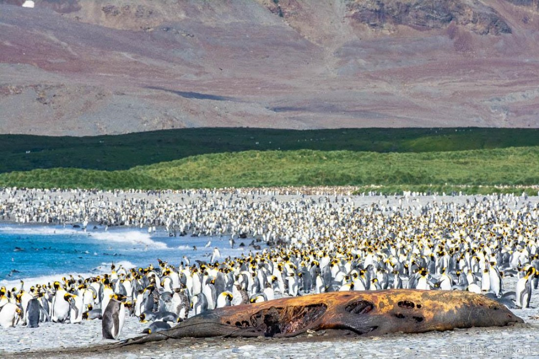 HDS28-26, Day 7, _DSC9555 Hana (16).jpg © Hana Spickova - Oceanwide Expeditions.jpg