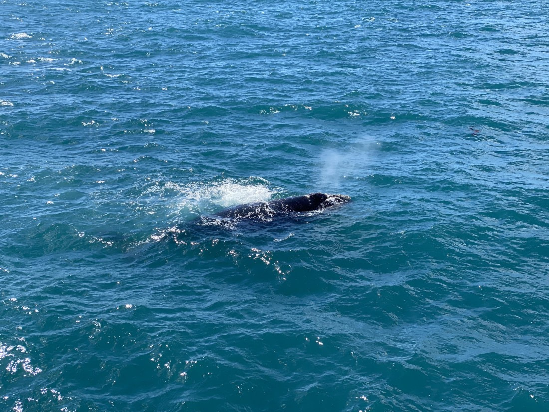 HDS28-26, Day 8, IMG_8670.JPG © Unknown photographer - Oceanwide Expeditions.JPG