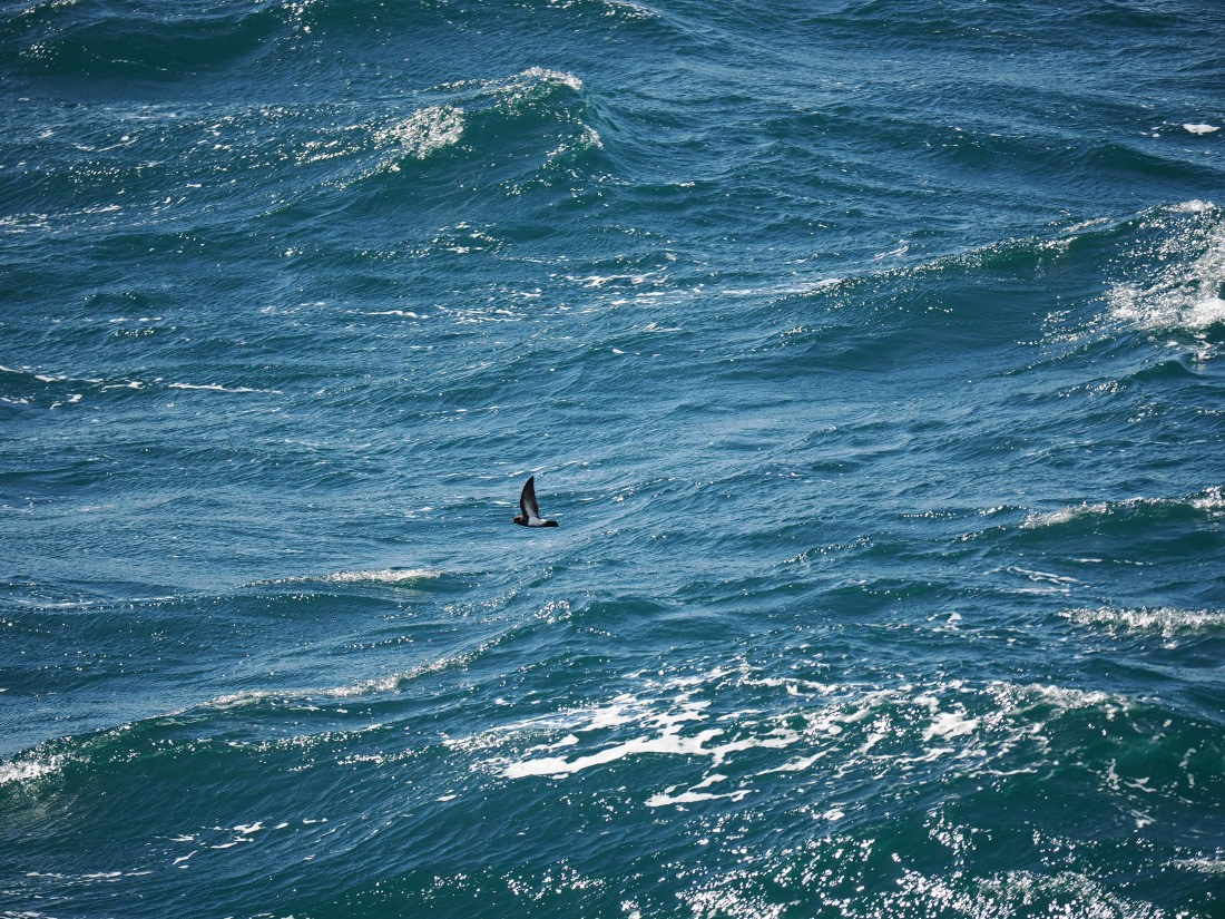 HDS28-26, Day 8, P2040387.JPG © Unknown photographer - Oceanwide Expeditions.JPG