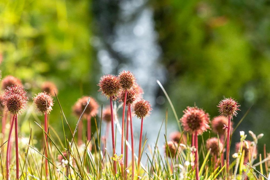 HDS28-26, Day 9, _DSC9687 Hana (1).jpg © Hana Spickova - Oceanwide Expeditions.jpg