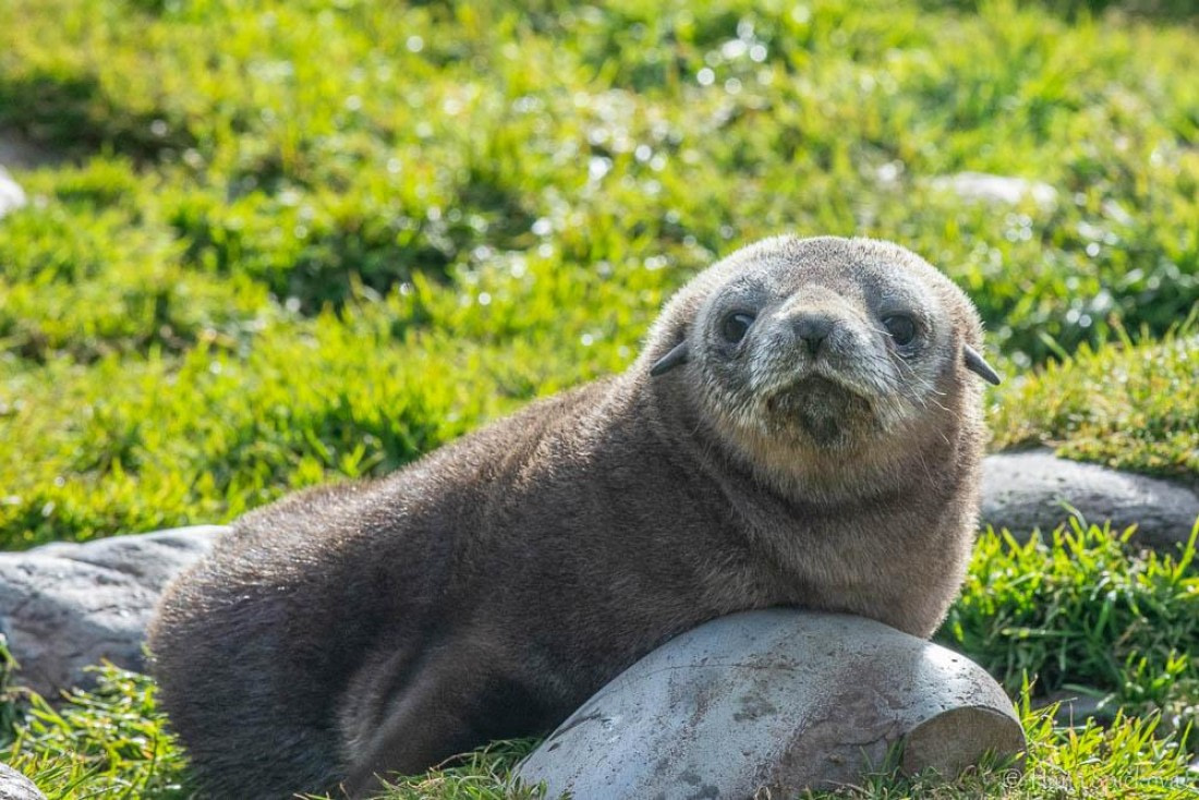 HDS28-26, Day 9, _DSC9687 Hana (4).jpg © Hana Spickova - Oceanwide Expeditions.jpg