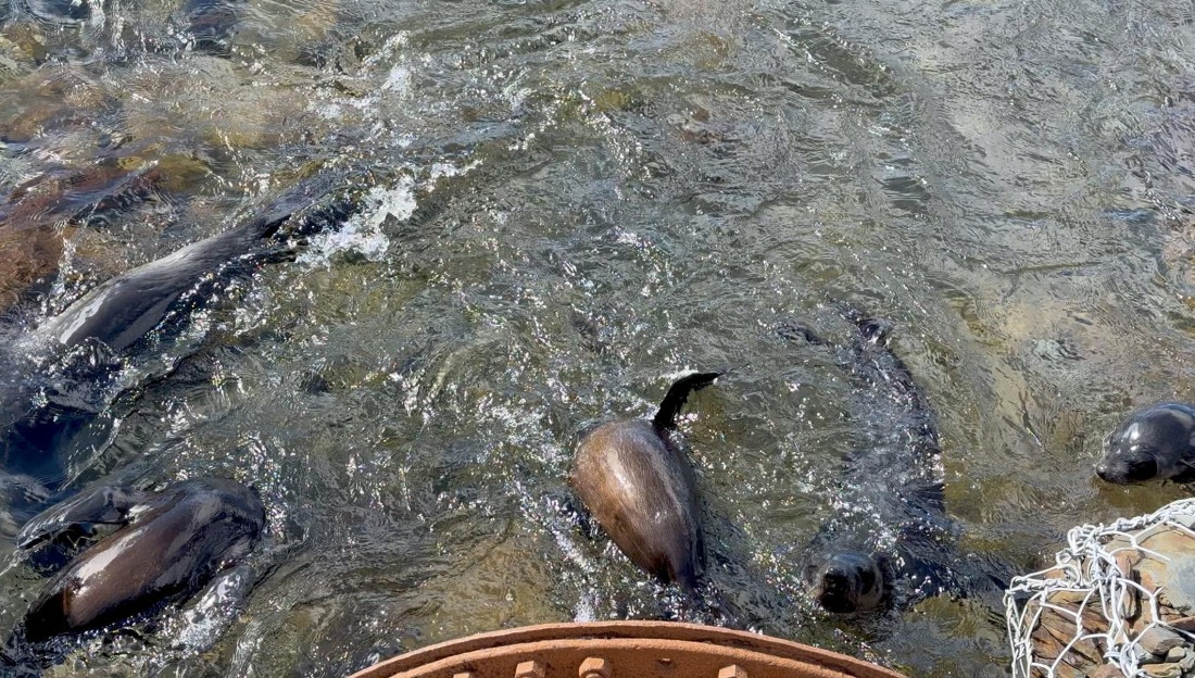 HDS28-26, Day 9, IMG_4971 Jade (1).jpg © Jade Heister - Oceanwide Expeditions.jpg