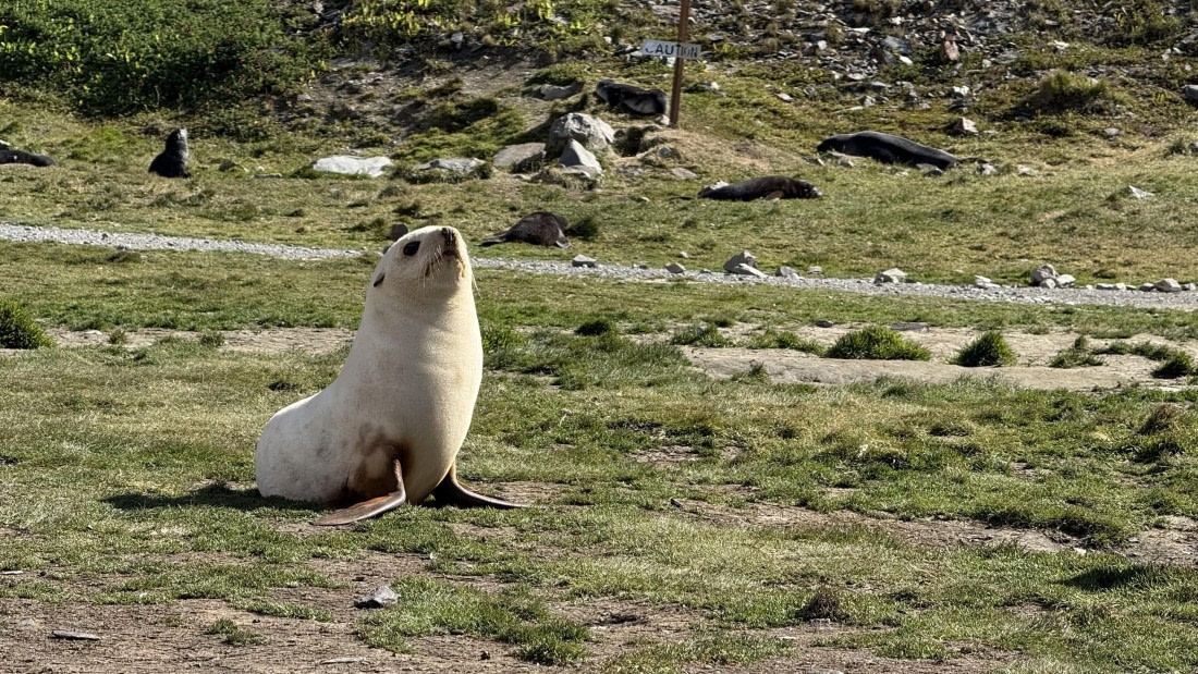 HDS28-26, Day 9, IMG_4971_Jade_(1).jpg © Jade Heister - Oceanwide Expeditions.jpg
