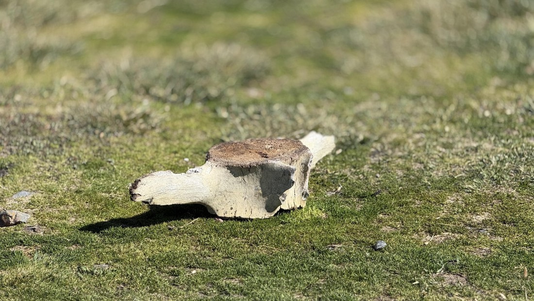 HDS28-26, Day 9, IMG_4971_Jade_(19).jpg © Jade Heister - Oceanwide Expeditions.jpg