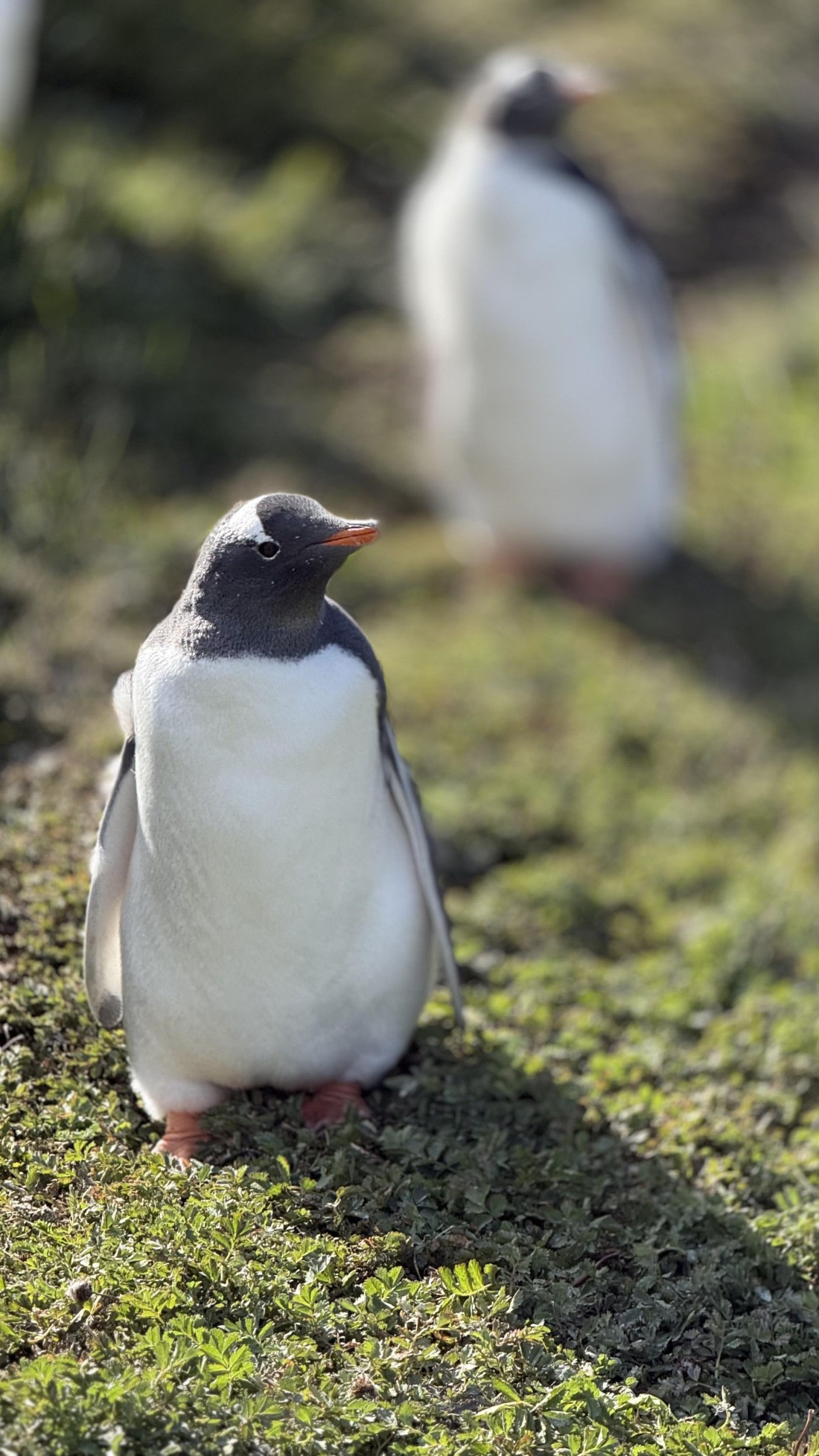 HDS28-26, Day 9, IMG_4971_Jade_(64).jpg © Jade Heister - Oceanwide Expeditions.jpg
