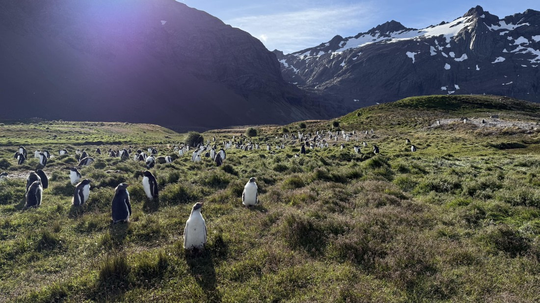 HDS28-26, Day 9, IMG_4971_Jade_(66).jpg © Jade Heister - Oceanwide Expeditions.jpg