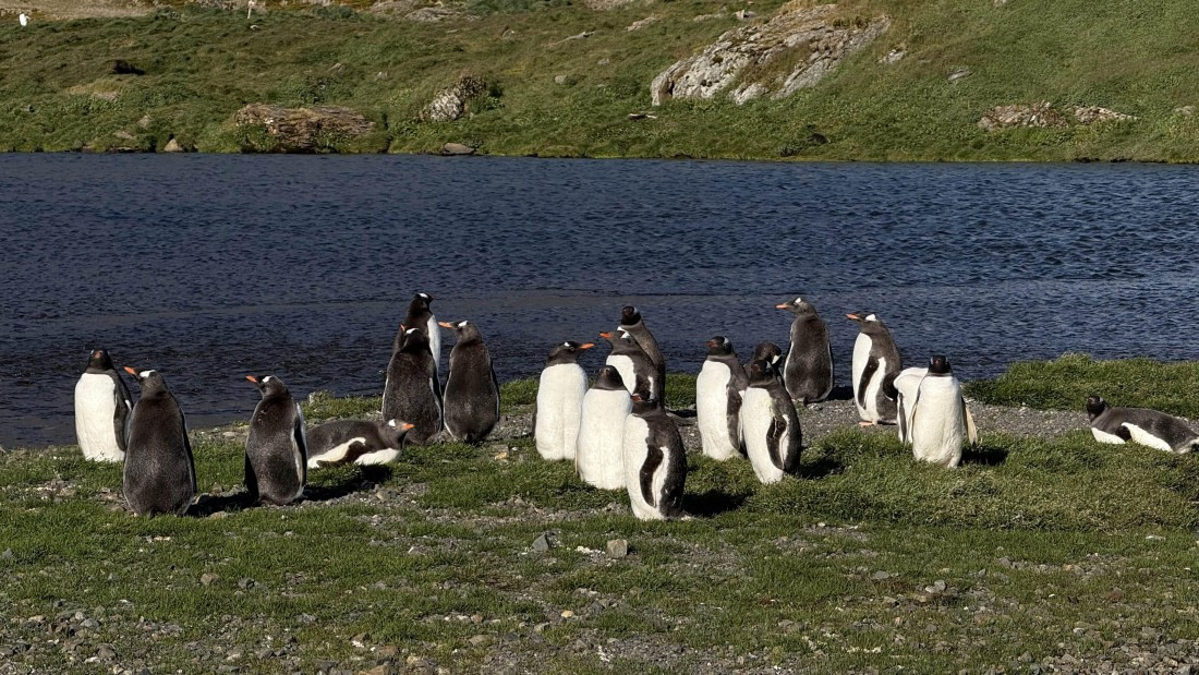 HDS28-26, Day 9, IMG_4971_Jade_(69).jpg © Jade Heister - Oceanwide Expeditions.jpg