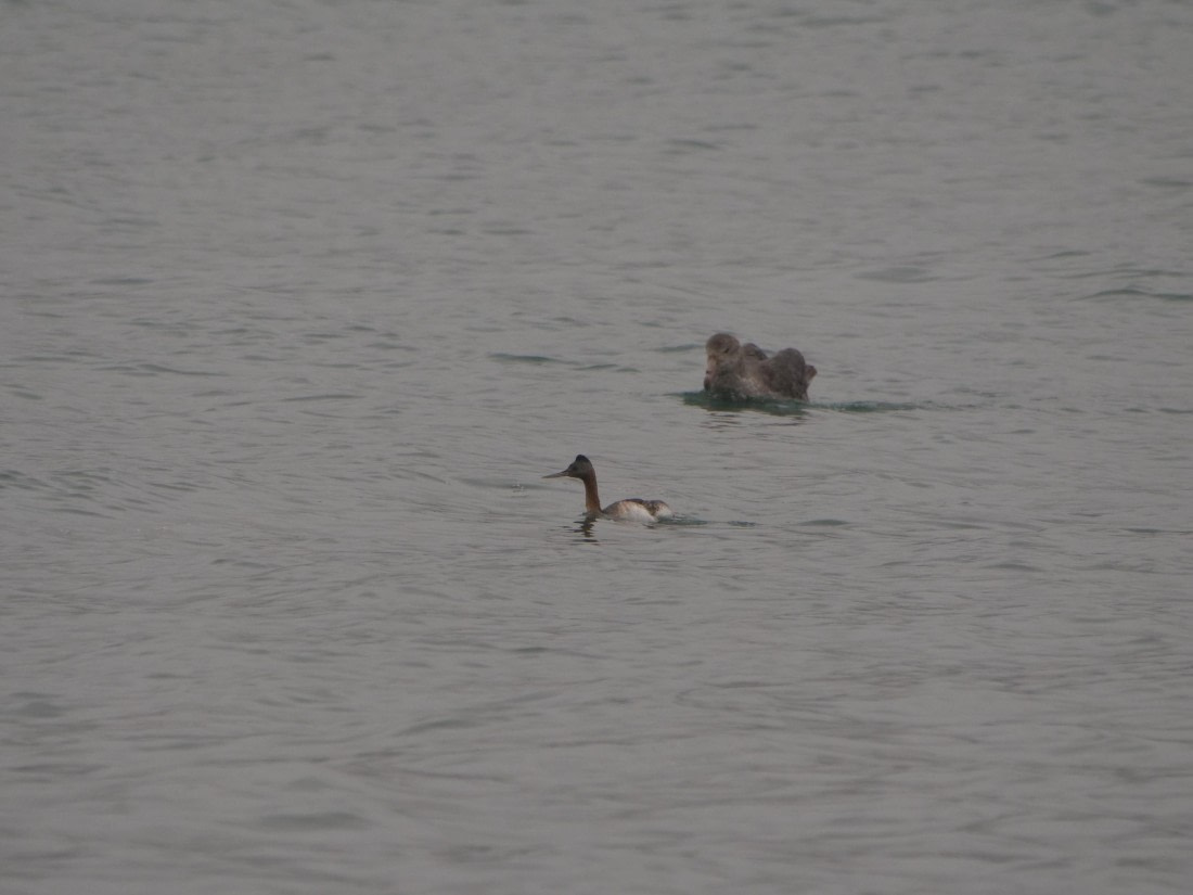 HDS28-26, Day 10, JadePLUX7262 (1).JPG © Jade Heister - Oceanwide Expeditions.JPG