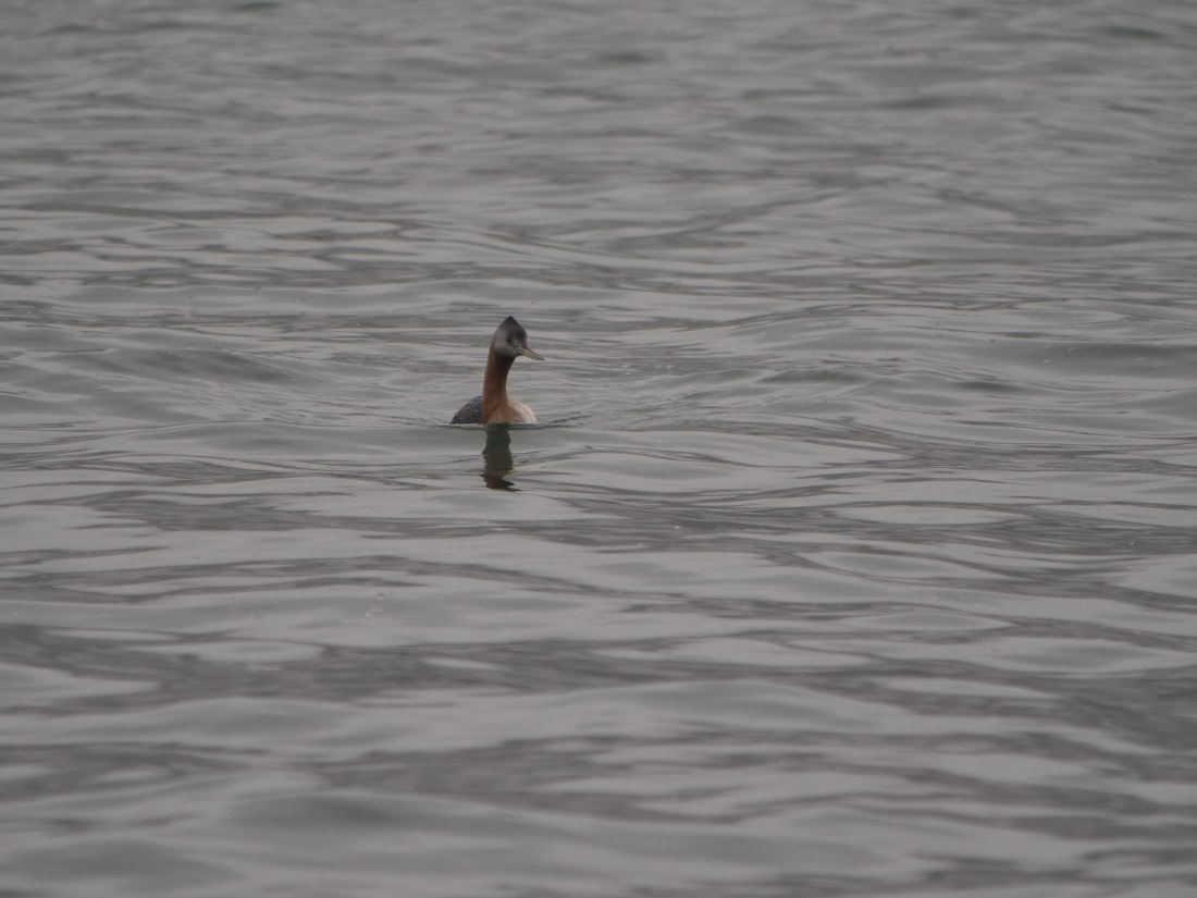 HDS28-26, Day 10, JadePLUX7262 (2).JPG © Jade Heister - Oceanwide Expeditions.JPG