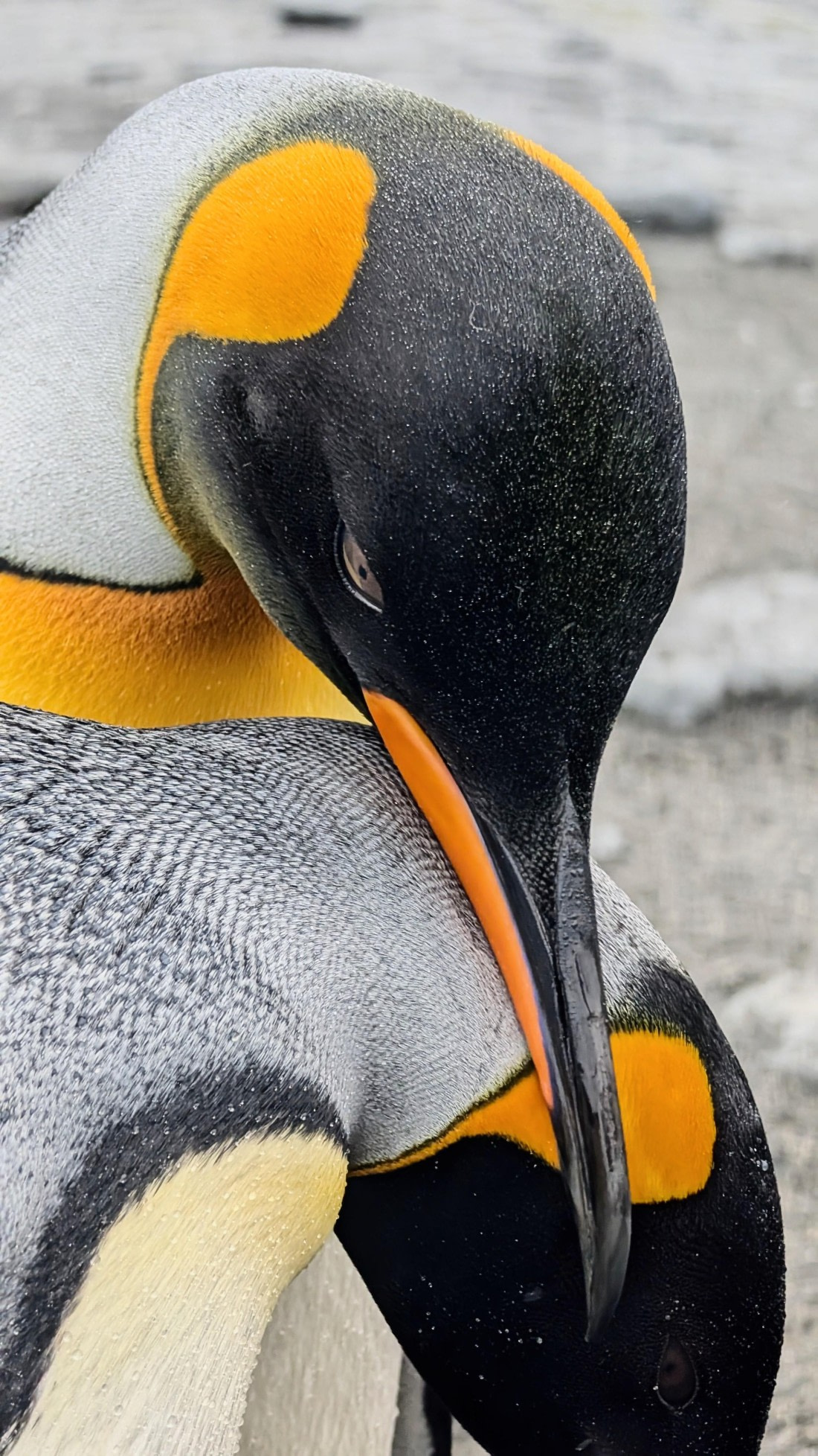 HDS28-26, Day 10, PXL_20260206_105011817~2.jpg © Unknown photographer - Oceanwide Expeditions.jpg