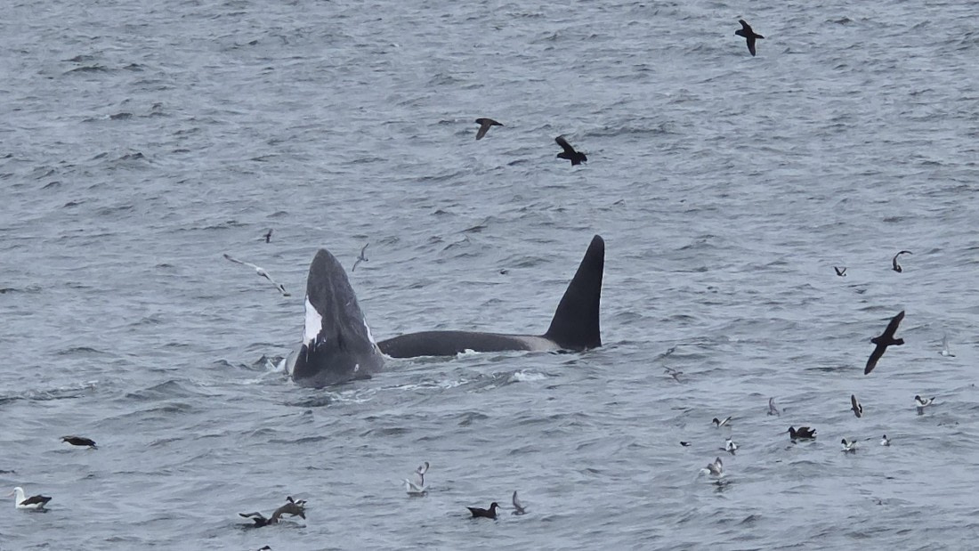 HDS28-26, Day 12, 20260208_163739-Jodi.jpg © Jodi Gaylord - Oceanwide Expeditions.jpg