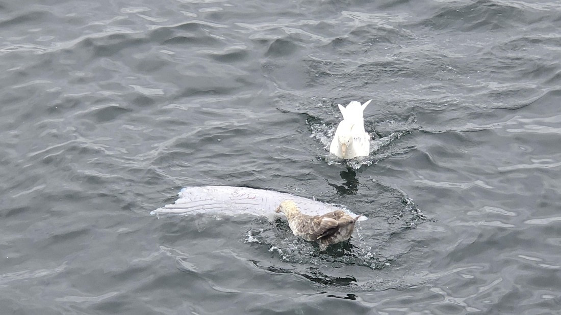 HDS28-26, Day 12, 20260208_164922-Jodi.jpg © Jodi Gaylord - Oceanwide Expeditions.jpg