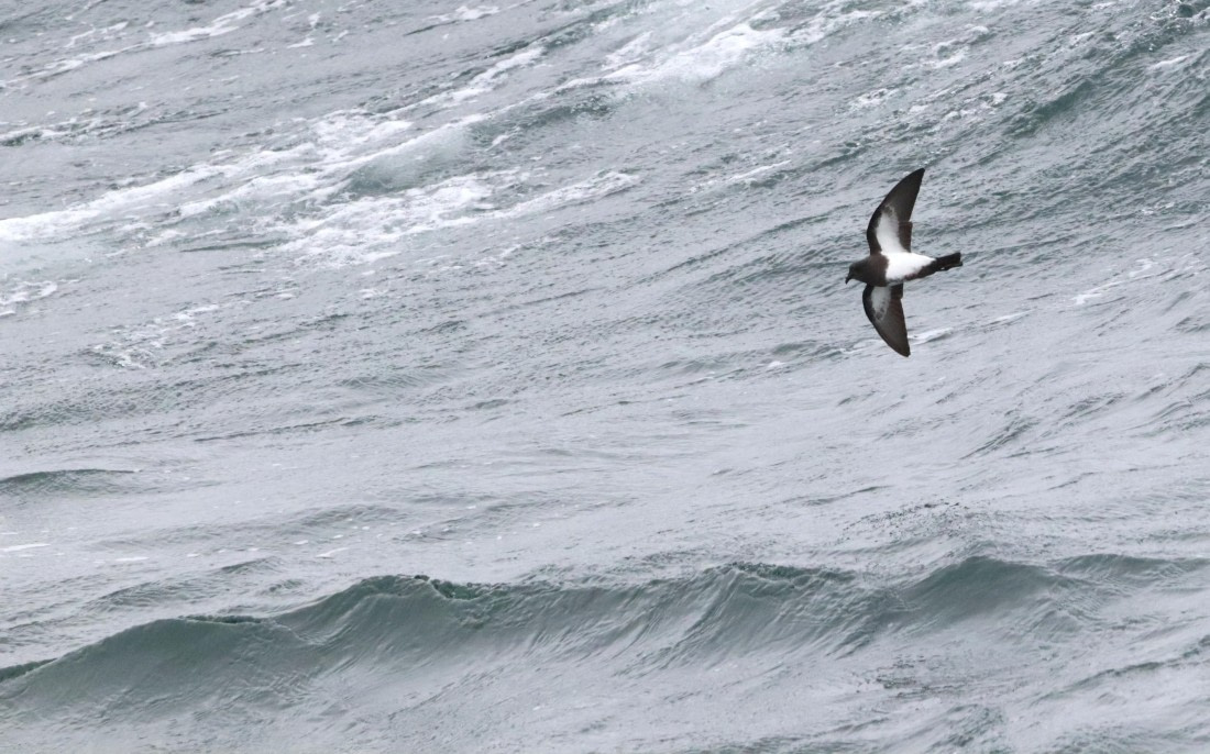 HDS28-26, Day 13, IMG_3540.JPG © Unknown photographer - Oceanwide Expeditions.JPG