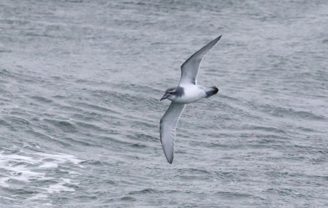 HDS28-26, Day 13, IMG_3675.JPG © Unknown photographer - Oceanwide Expeditions.JPG