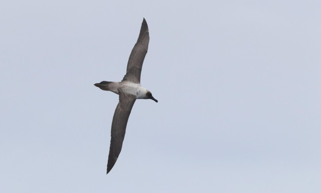 HDS28-26, Day 13, IMG_3995.JPG © Unknown photographer - Oceanwide Expeditions.JPG