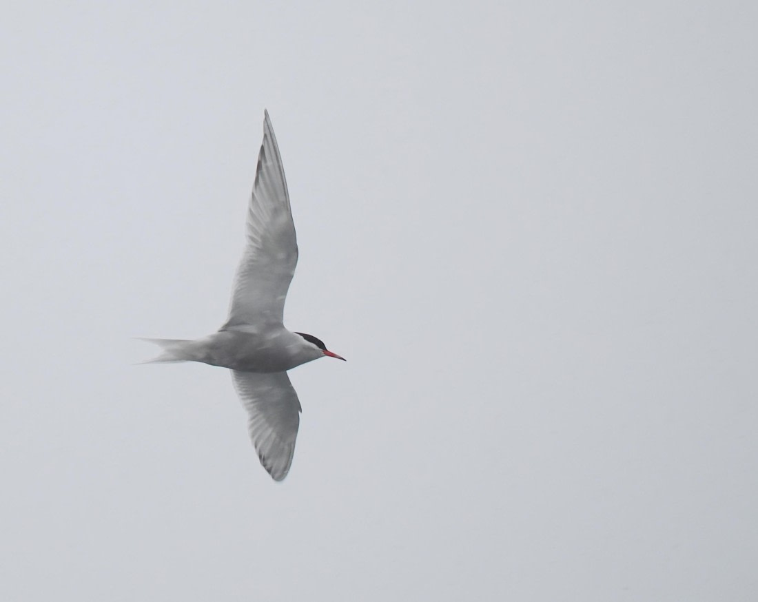 HDS28-26, Day 14, 2026-02-10 Antarctic Tern, Trinity Island  © Unknown photographer - O.JPG