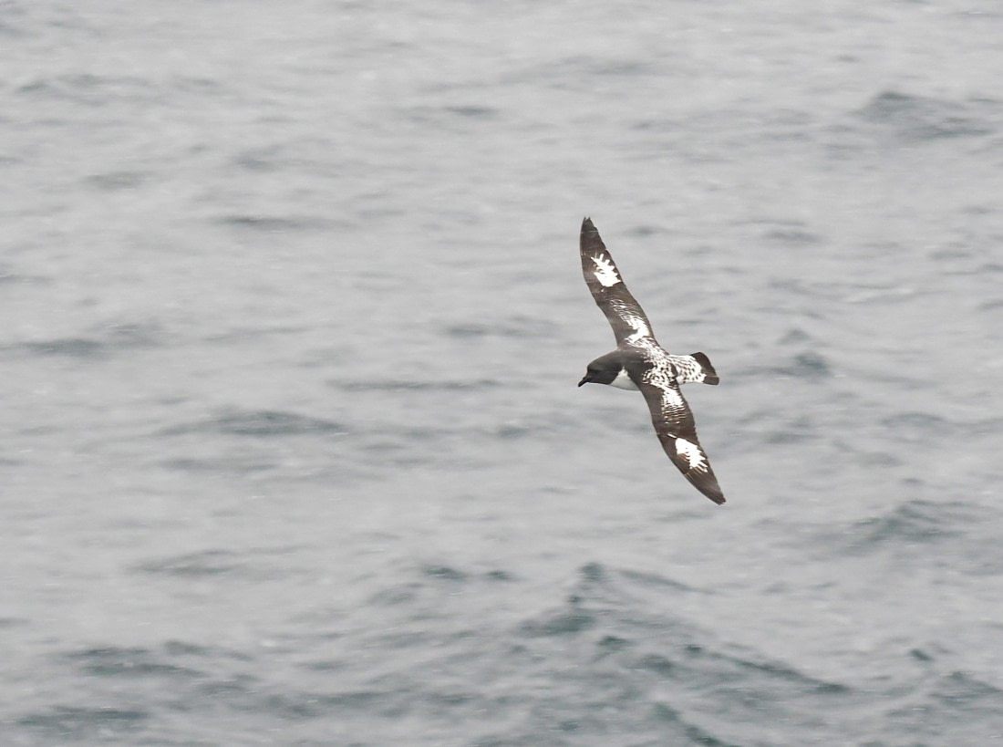 HDS28-26, Day 14, 2026-02-10 Cape Petrel1, Trinity Island  © Unknown photographer - Oce.JPG