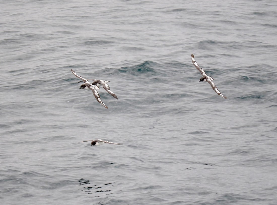 HDS28-26, Day 14, 2026-02-10 Cape Petrel2, Trinity Island  © Unknown photographer - Oce.JPG