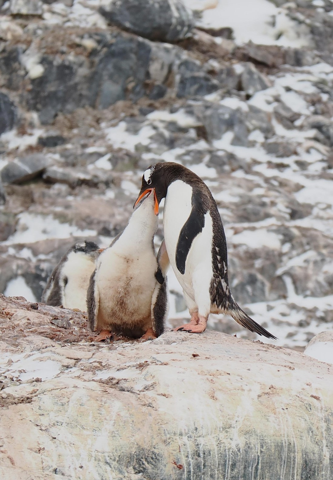 HDS28-26, Day 14, Gentoo Mikkelsen Harbour © Unknown photographer - Oceanwide Expeditions.JPG