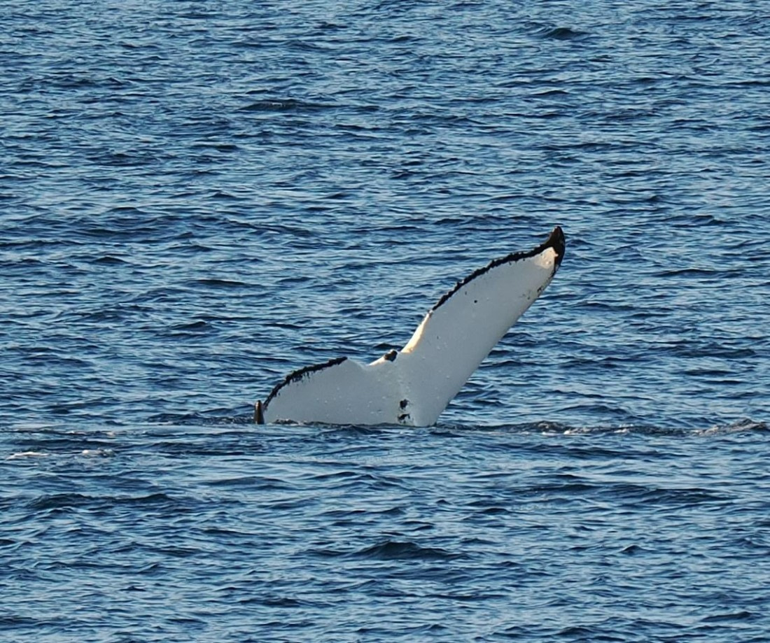 HDS28-26, Day 14, Humpback Fluke1 Punta Sucia © Unknown photographer - Oceanwide Expedi.JPG