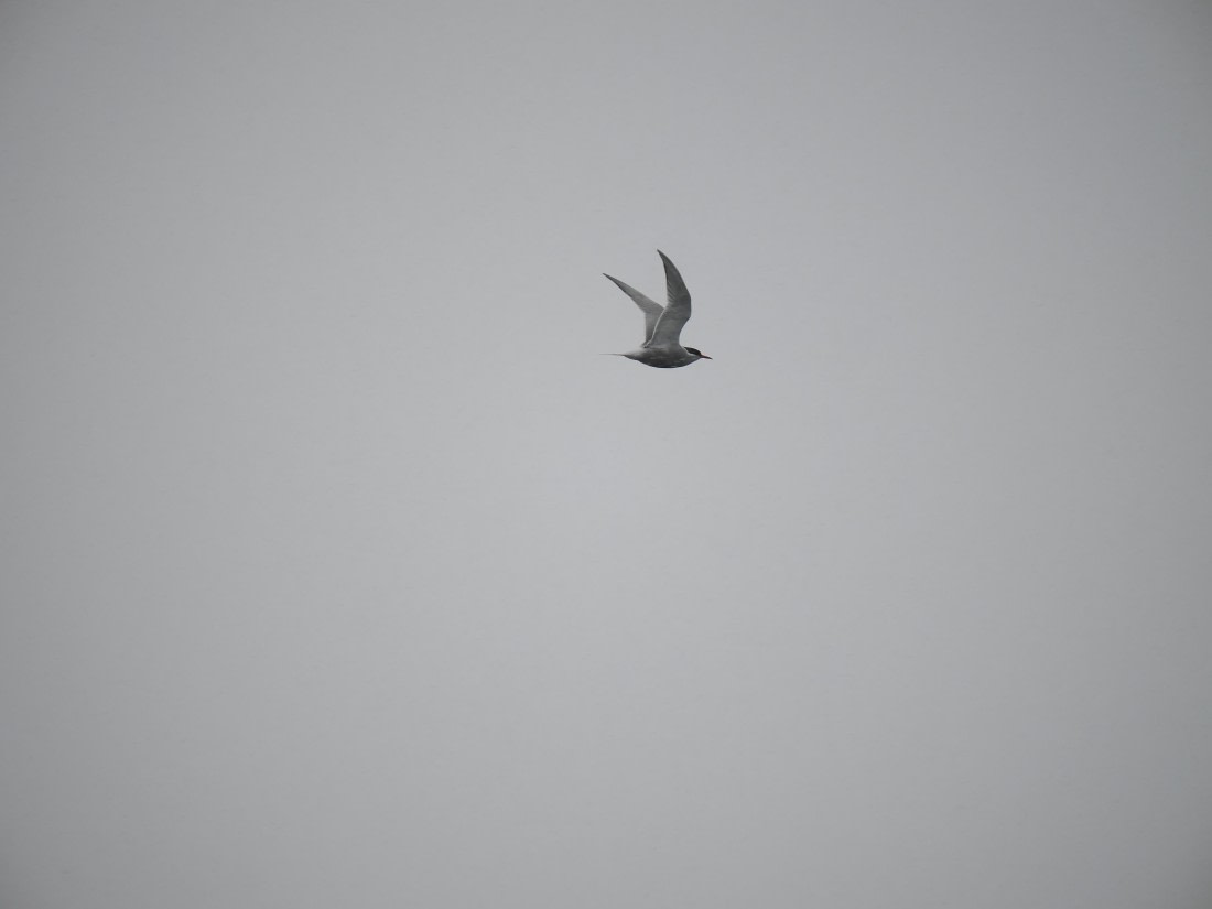 HDS28-26, Day 14, P2100697.JPG © Unknown photographer - Oceanwide Expeditions.JPG