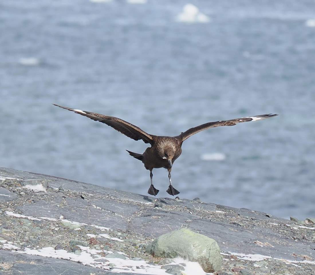 HDS28-26, Day 14, P2100742.JPG © Unknown photographer - Oceanwide Expeditions.JPG