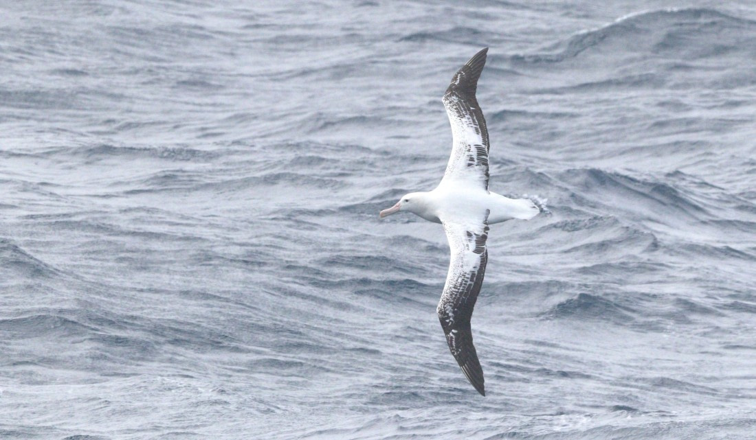 HDS28-26, Day 19, IMG_0814.JPG © Unknown photographer - Oceanwide Expeditions.JPG