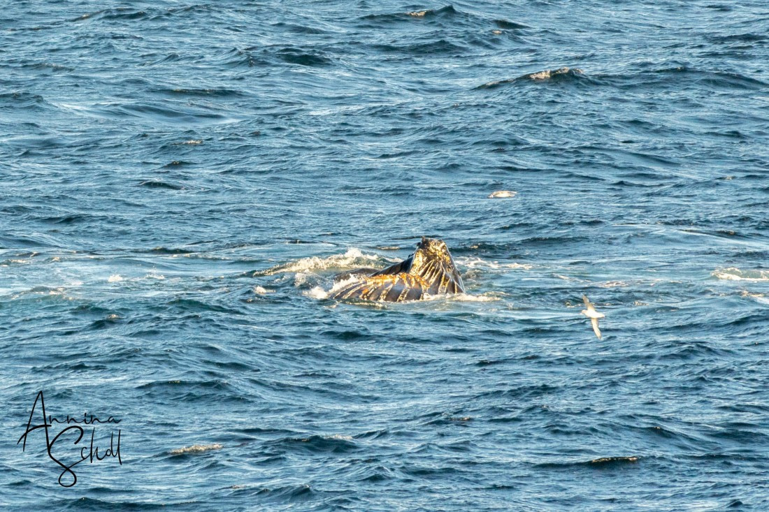PLA28-26, Day 7, DSC07556 © Annina Scholl - Oceanwide Expeditions.jpg