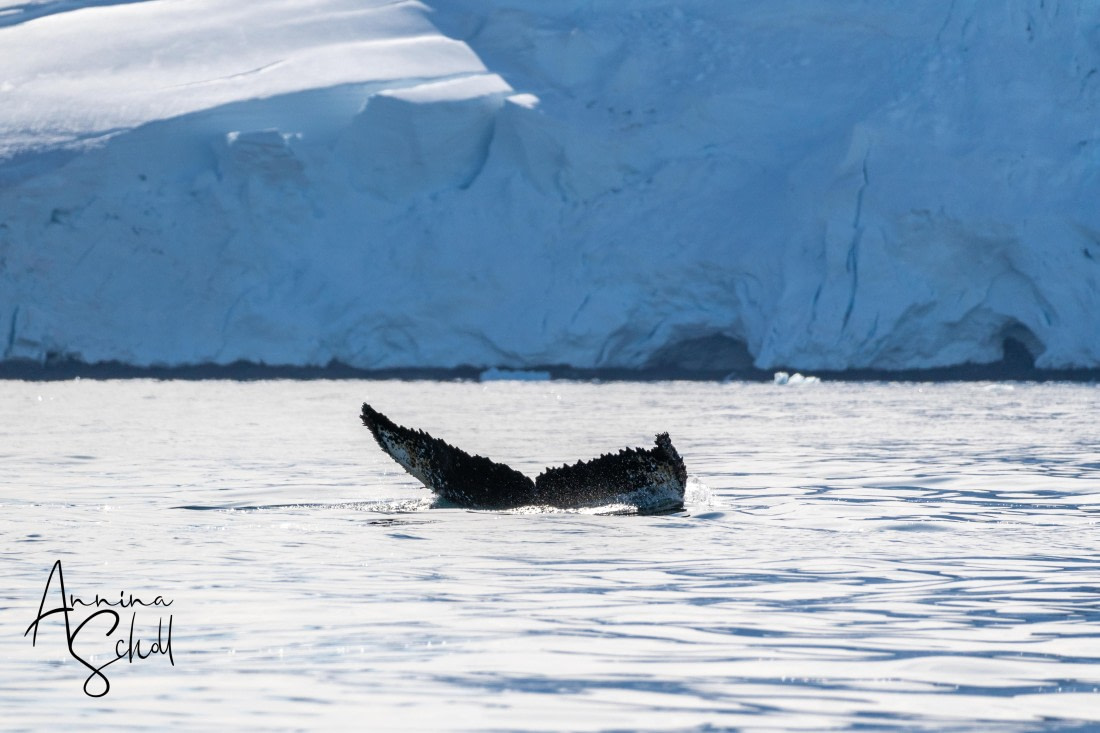 PLA28-26, Day 7, DSC07595 © Annina Scholl - Oceanwide Expeditions.jpg