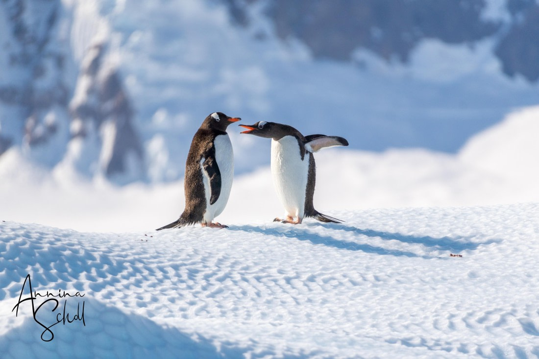 PLA28-26, Day 7, DSC07598 © Annina Scholl - Oceanwide Expeditions.jpg