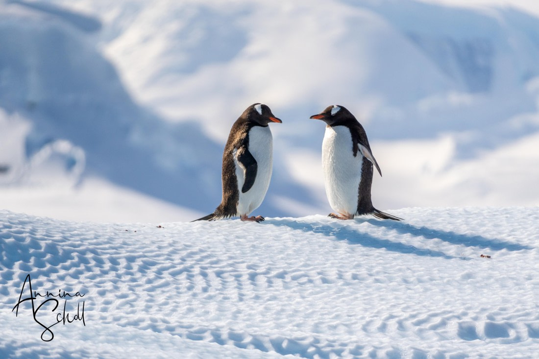 PLA28-26, Day 7, DSC07613 © Annina Scholl - Oceanwide Expeditions.jpg