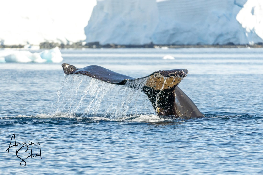PLA28-26, Day 7, DSC07635 © Annina Scholl - Oceanwide Expeditions.jpg