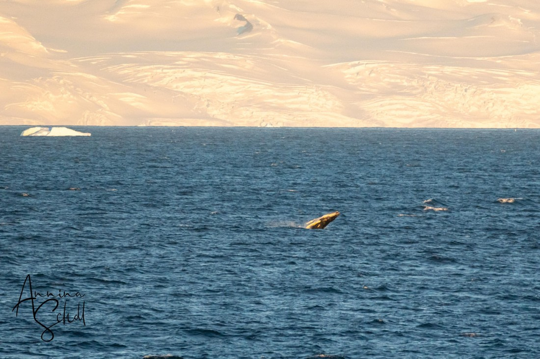 PLA28-26, Day 7, DSC07697 © Annina Scholl - Oceanwide Expeditions.jpg