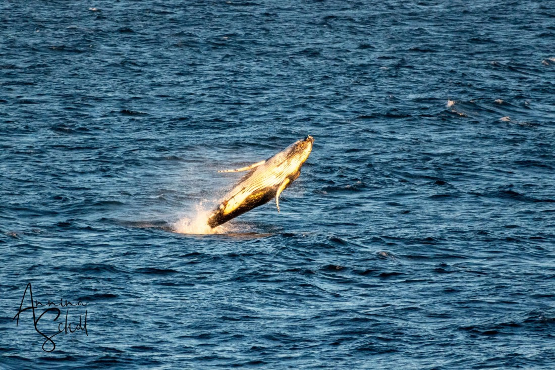 PLA28-26, Day 7, DSC07733 © Annina Scholl - Oceanwide Expeditions.jpg