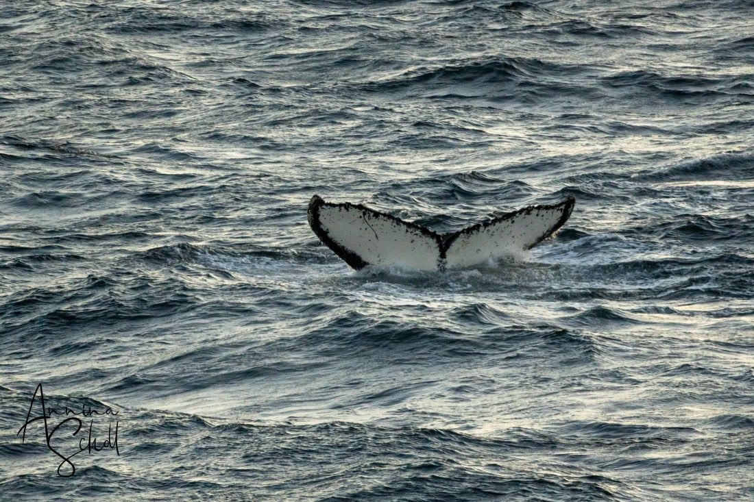 PLA28-26, Day 7, DSC07757 © Annina Scholl - Oceanwide Expeditions.jpg