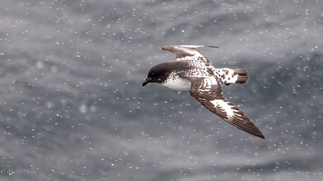 PLA28-26, Day 4, 0Q9A7548 © Martin Anstee - Oceanwide Expeditions.jpg