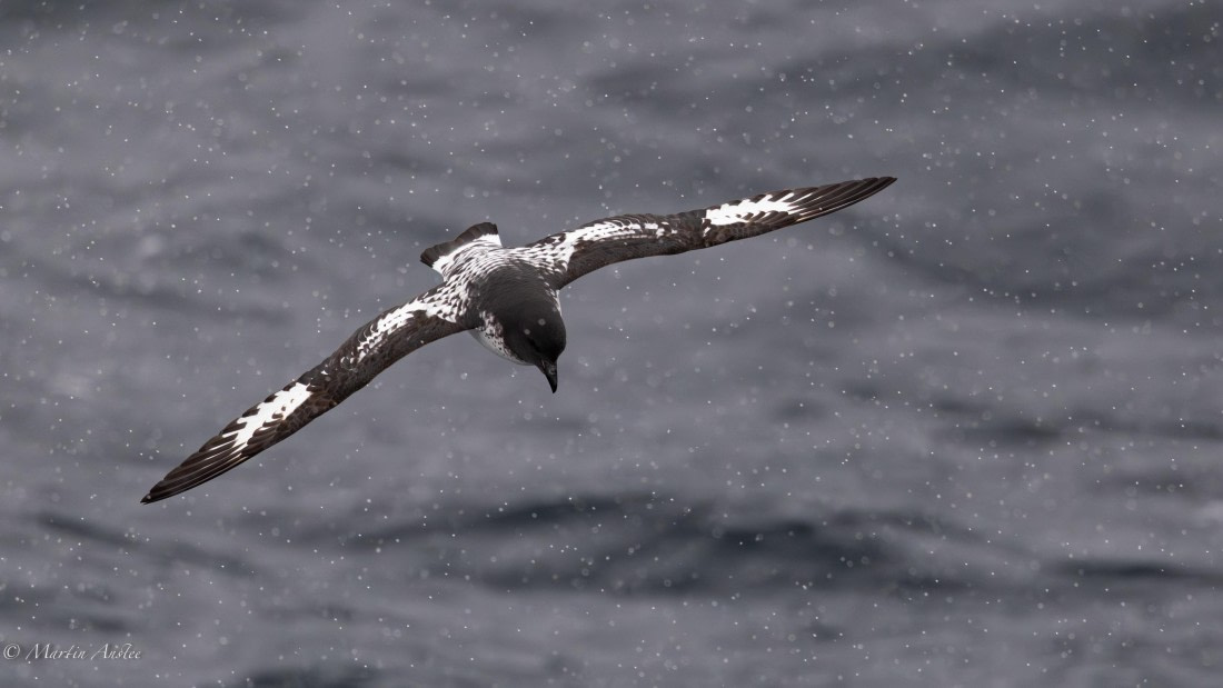 PLA28-26, Day 4, 0Q9A7663 © Martin Anstee - Oceanwide Expeditions.jpg