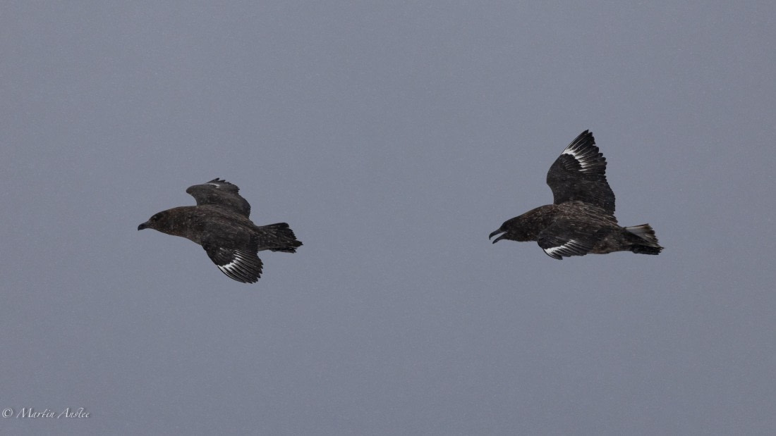 PLA28-26, Day 4, 0Q9A7730 © Martin Anstee - Oceanwide Expeditions.jpg