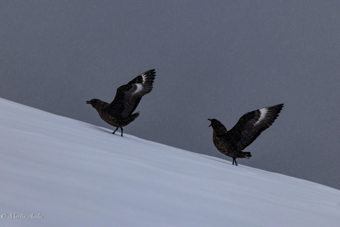 PLA28-26, Day 4, 0Q9A7733 © Martin Anstee - Oceanwide Expeditions.jpg