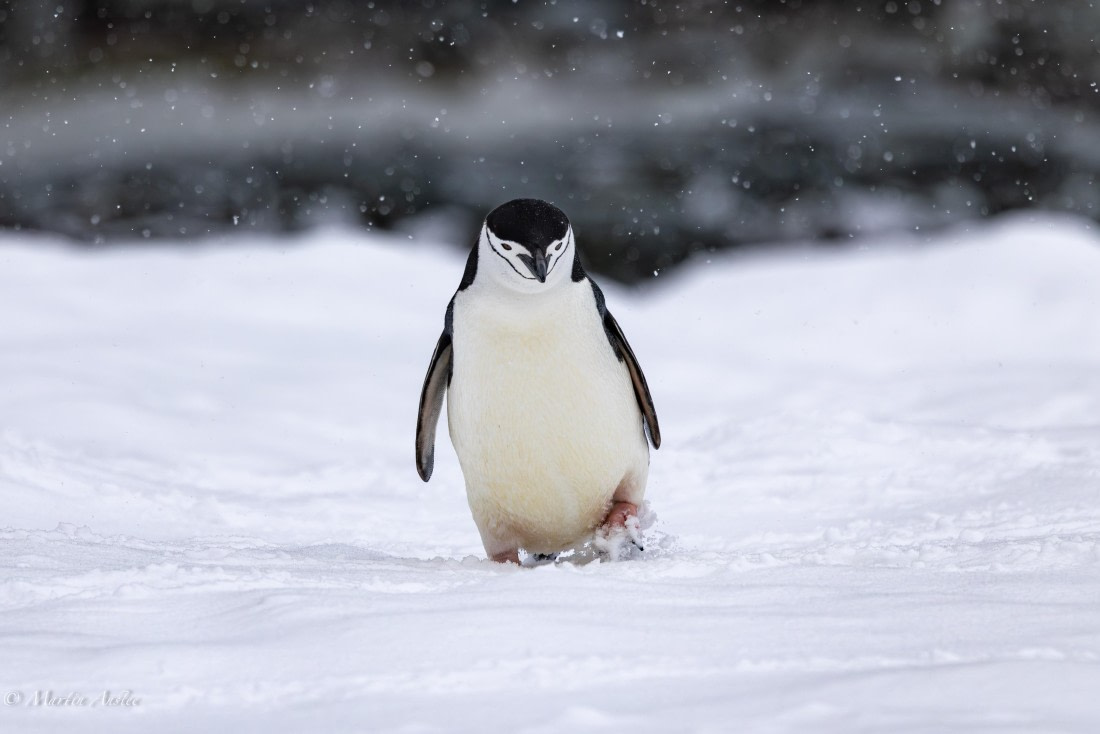 PLA28-26, Day 4, 0Q9A7771 © Martin Anstee - Oceanwide Expeditions.jpg