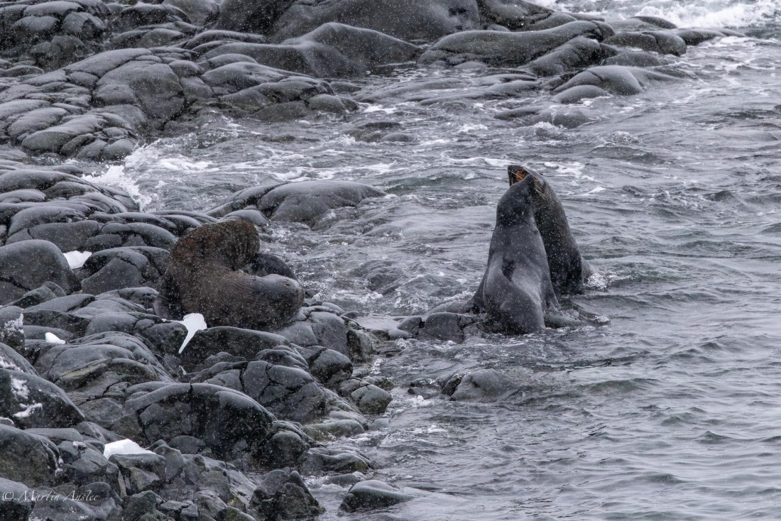 PLA28-26, Day 4, 0Q9A7835 © Martin Anstee - Oceanwide Expeditions.jpg