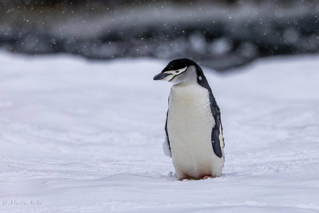 PLA28-26, Day 4, 0Q9A7796 © Martin Anstee - Oceanwide Expeditions.jpg