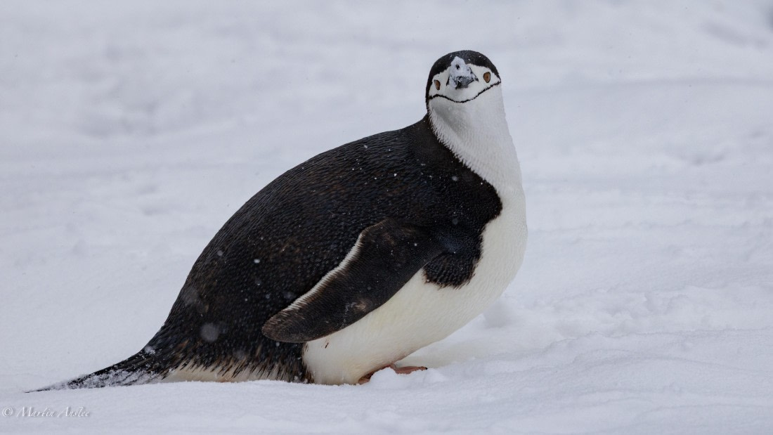 PLA28-26, Day 4, 0Q9A7869 © Martin Anstee - Oceanwide Expeditions.jpg