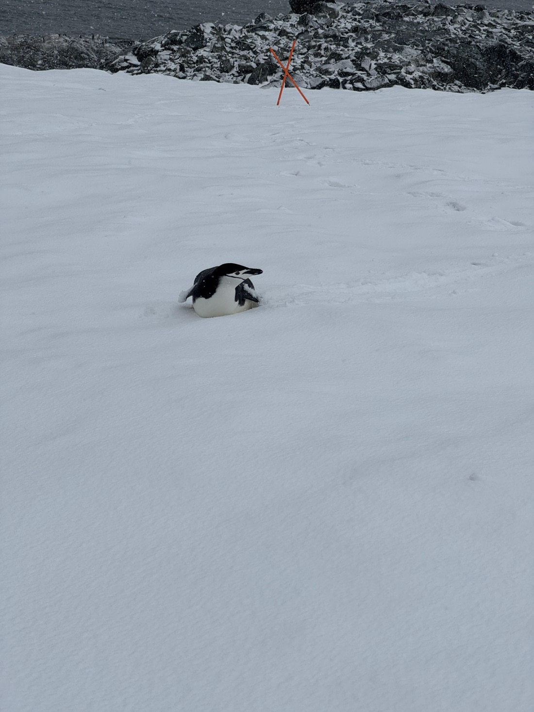 PLA28-26, Day 4, IMG_1359 © Unknown photographer - Oceanwide Expeditions.JPG